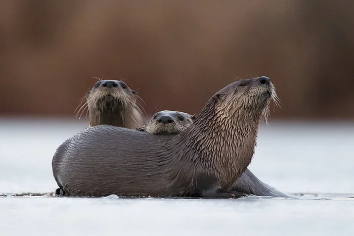 Slide! - Otter, Wild animals, North America, The national geographic, Longpost