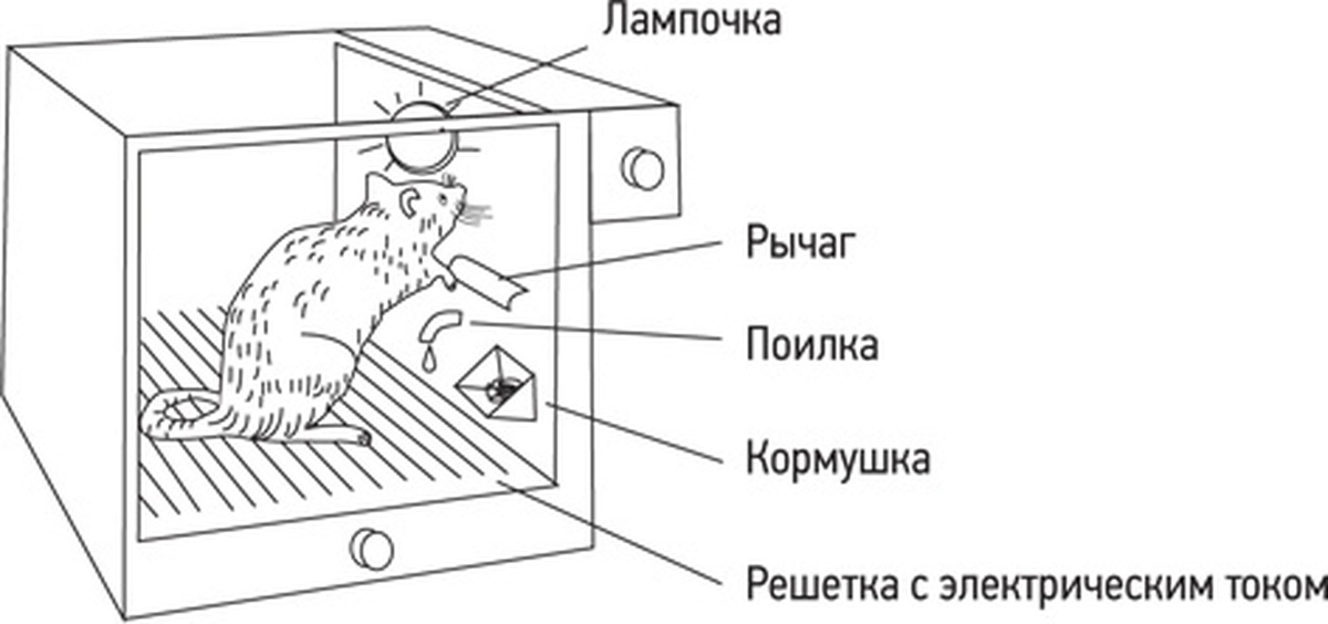 Теория мышей. Скиннер оперантное обусловливание. Опыт Скиннера с крысой. Ящик Скиннера. Проблемный ящик Скиннера.