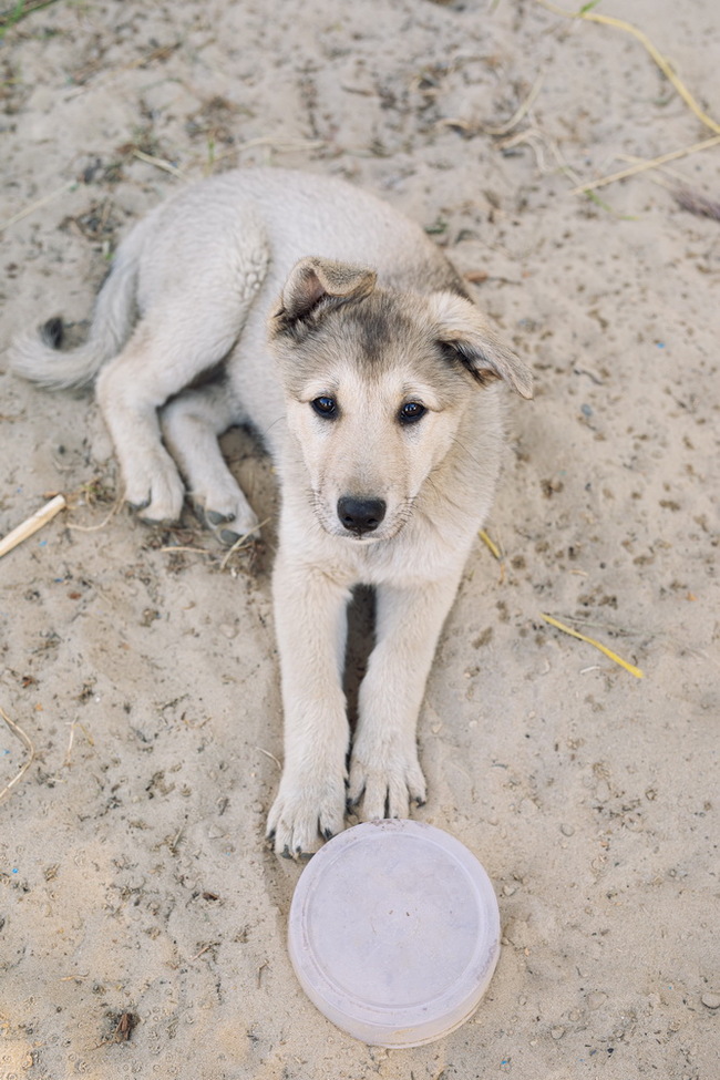 Surgut! Help the elf dogs find a home :) - My, Found a dog, In good hands, Surgut, Puppies, Afghan hound, Dogs and people, Homeless animals, Longpost, No rating, Dog