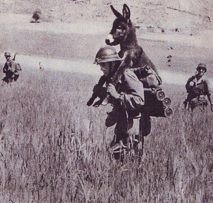 Rescue Bambi - The photo, France, Algeria, Mascot, Bambi, , Donkey, French Foreign Legion