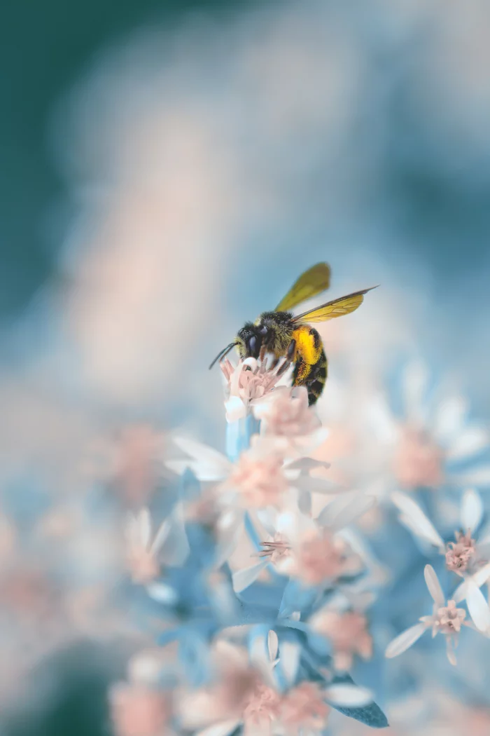 Bee worker - My, Macro photography, Insects, The photo, Summer, Bees