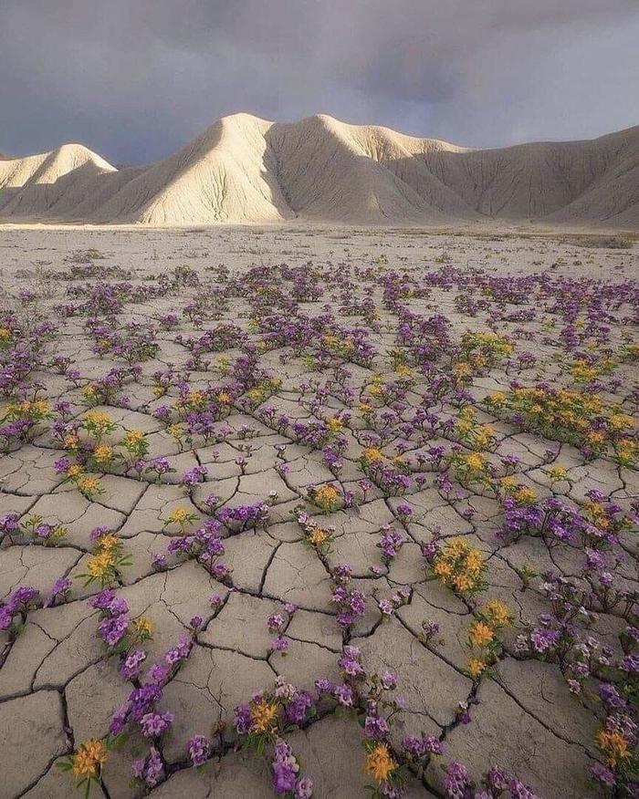 Rare flowering plants in the Atacama Desert in Chile - Chile, Atacama Desert, Bloom, Flowers, Rarity, Poems, The photo