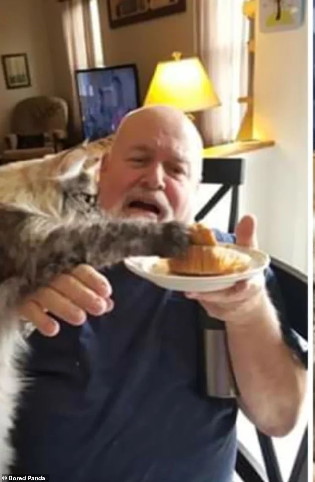 Because you have to share - cat, Well share it., Food, Paws