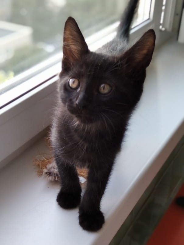 Black kids are looking for a home - My, Kittens, cat, Black cat, Longpost, In good hands, Moscow, Moscow region, No rating