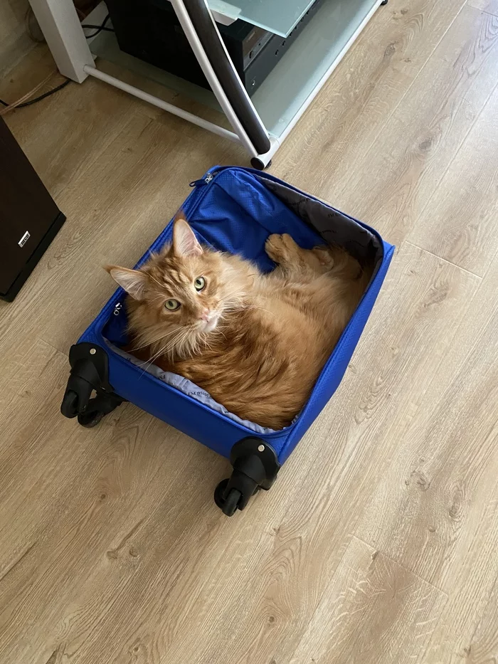 Ready to fly! - My, cat, Maine Coon, Redheads