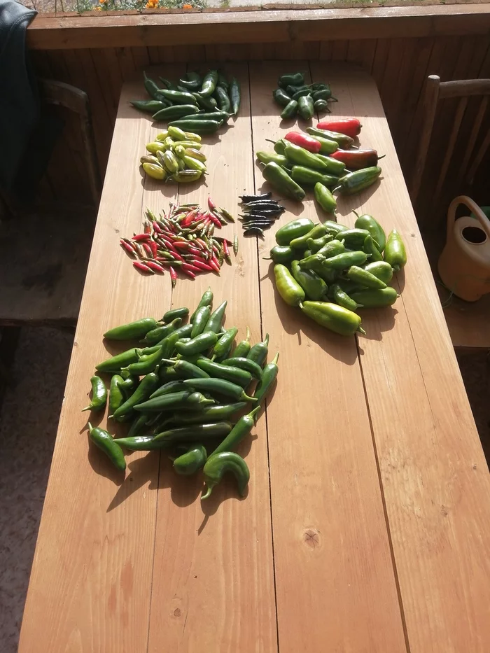 My first Hot pepper 2 - My, Hot peppers, Pickling, Longpost