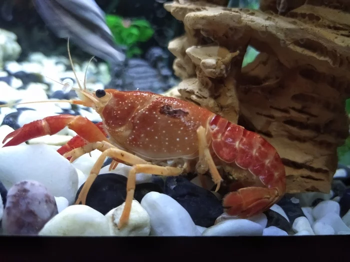 Cancer spot - My, Aquarium, Aquarium crayfish, Disease, Longpost, Crustaceans