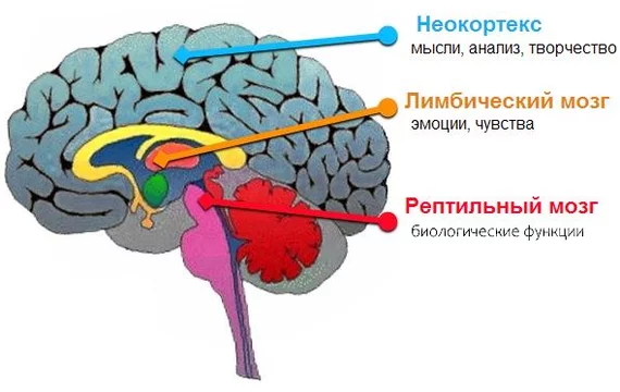 «Врешь, тебе нравится»: что такое нонконкордантность и почему физическое возбуждение не равно желанию секса - Сексология, Наука, Познавательно, Возбуждение, Мозг, Копипаста, Длиннопост, Текст