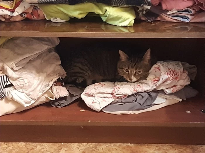 Best vacation spot - My, cat, Relaxation, Closet, Cloth