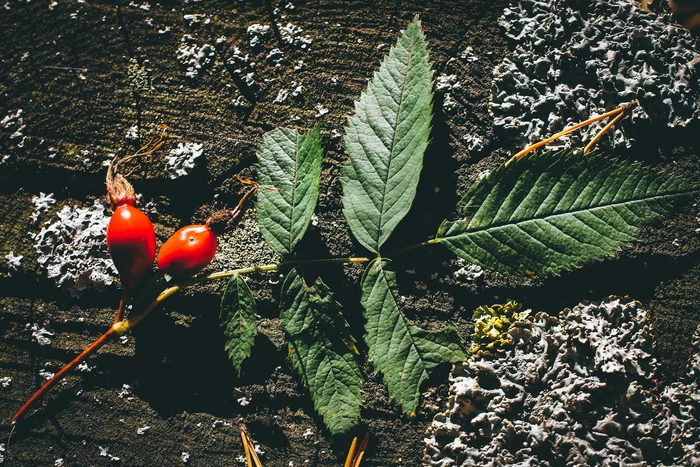 Autumn sketches - My, The photo, Nature, Canon 800D, Lilies of the valley, Longpost, Plants