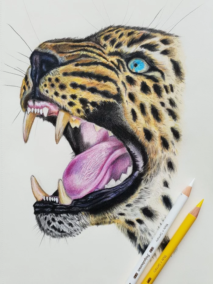 Leopard - My, Drawing, Pencil drawing, Colour pencils, Animalistics, Leopard