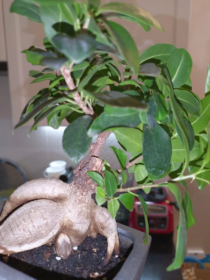 Ficus Microcarpa Ginseng. Help with advice - Plant growing, Longpost, Ficus, Cuttings, Houseplants, Need advice