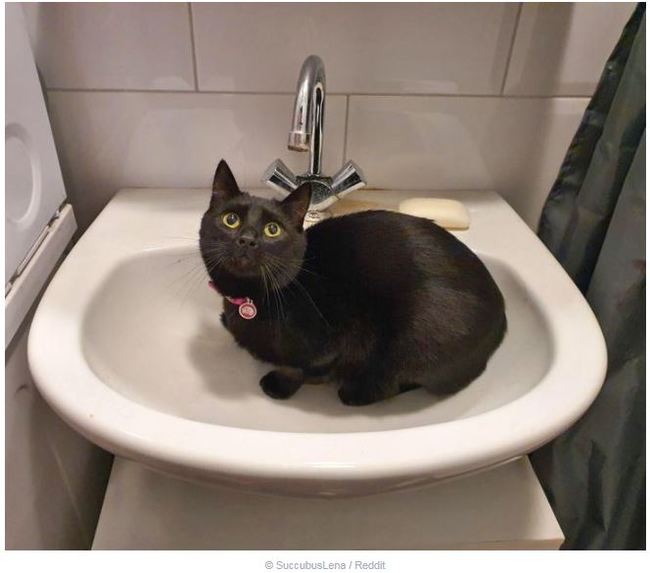 “1.5 years ago it seemed to me that teaching a cat to drink from a tap was a great idea... - cat, Sink, Idea, Water, Spoiled, Reddit, The photo, Error