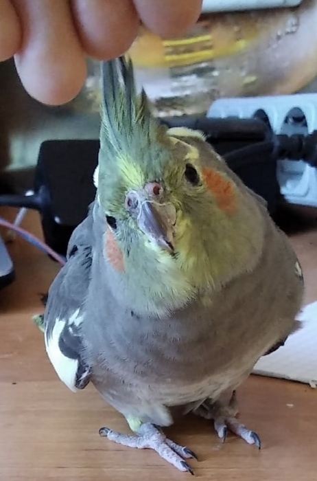 Улетел попугай, Севастополь!! Севастополь, Без рейтинга, Попугай, Помощь, Потеряшка