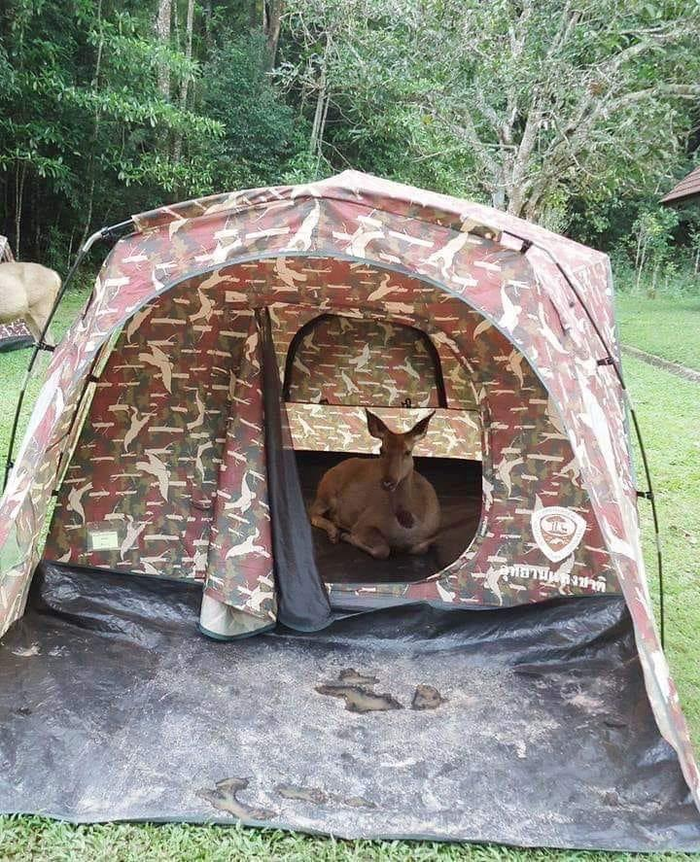 Эта палатка уже занята!