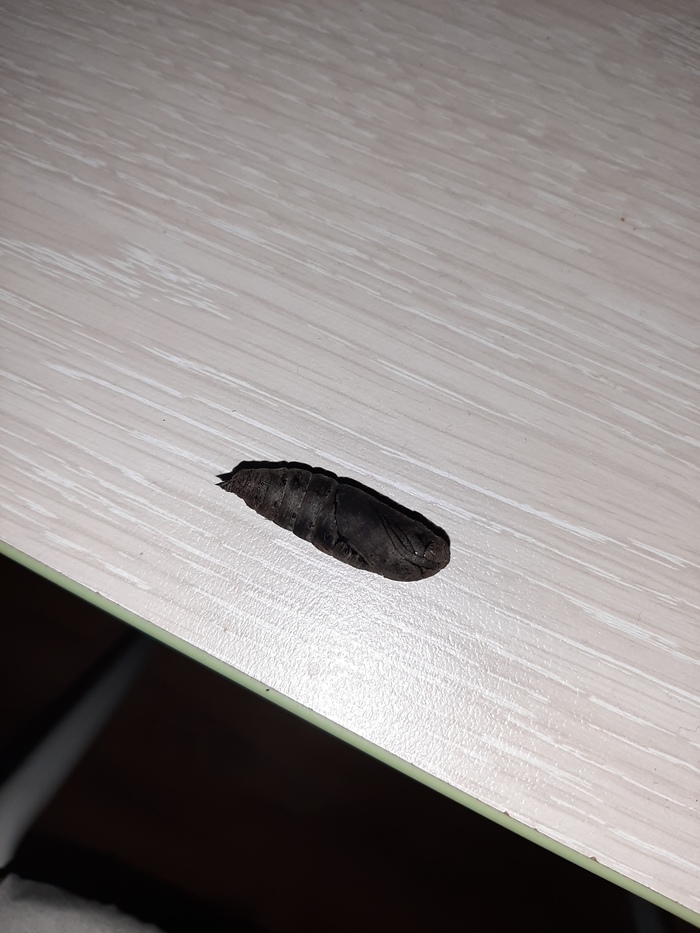 Чудо-Юдо. Помогите определить. Кто это?