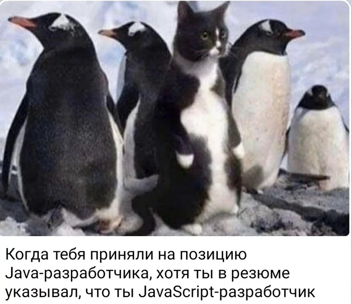 Same - Java, Javascript, Programming, Development of, Work, Picture with text, cat, IT humor, Professional humor, Penguins