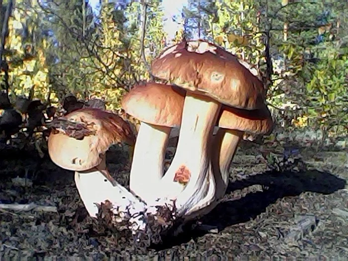 Well, let's go mushroom picking? - My, Mushrooms, White