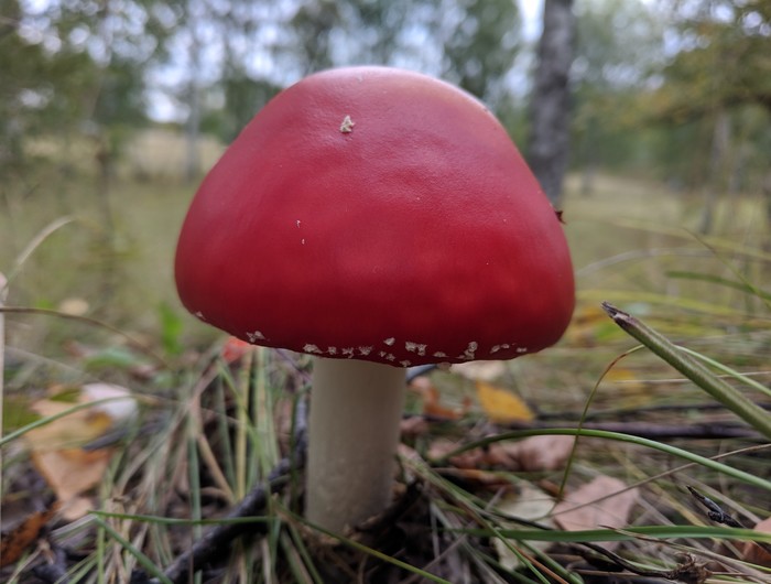 Нашли упитанного красавца в лесу