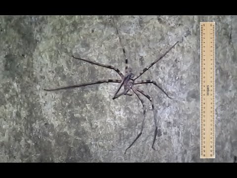 Lloth #24 - Spider, Longpost, Bird spiders