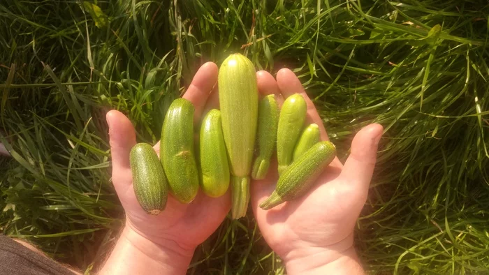 Harvest - My, Harvest, Garden, Zucchini