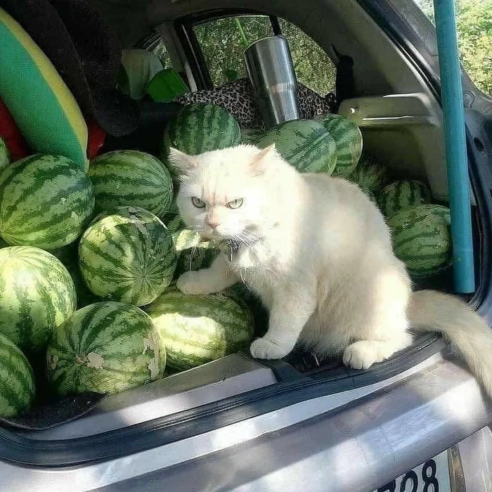 Знаменитый кот на новый лад - Кот, Арбуз, Рисунок, Tactooncat