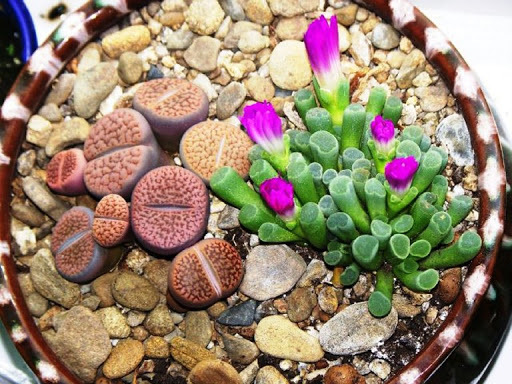 Lithops or living stones - Succulents, Lithops, Plants, Amazing, Longpost