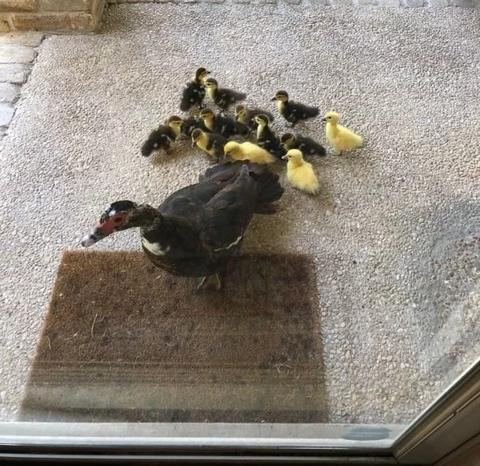 You have guests - Milota, Ducklings, Duck, Birds, Musk ducks