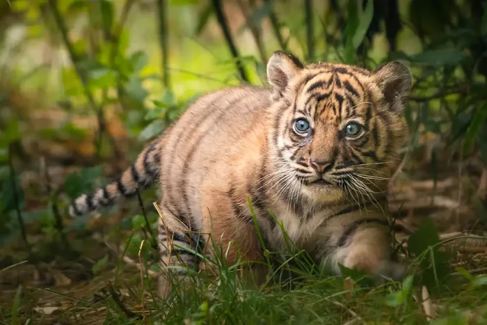 Little tiger - Nature, Wild animals, Tiger, Young, The photo, Interesting, Wroclaw, Zoo, Birth, Poland, Milota