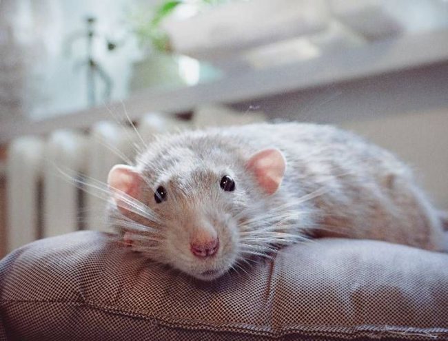 Humble rat charm - Rat, Milota, Year of the Rat, Longpost