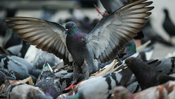 Why do we never see pigeons? - Birds, Obviousness, Interesting to know, Just in case, On a note