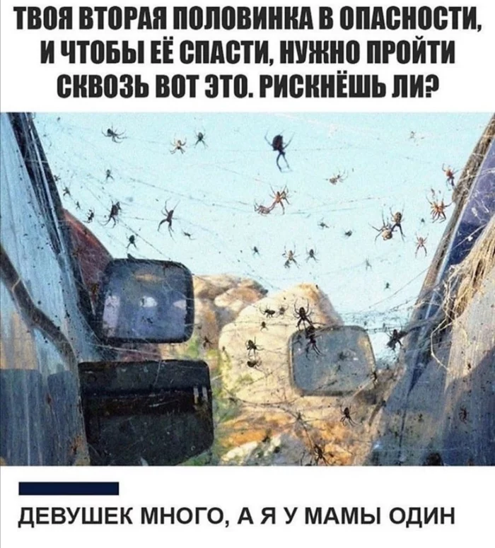 Ну на хер... - Вторая половинка, Паук, Паутина, Да ну нафиг, Комментарии, Скриншот