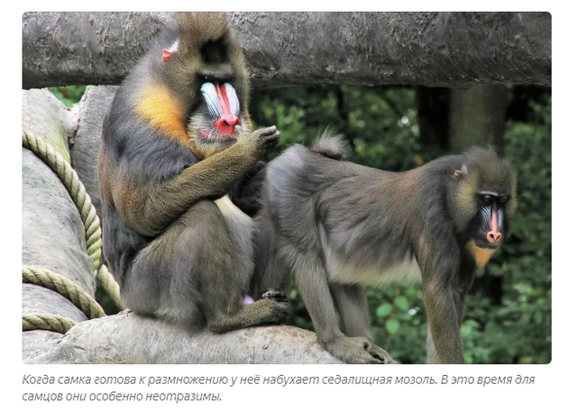 Mandrill: Fierce gopniks from the jungle. The Lion King's Monkey will no longer seem like a kindly sage - Mandrill, Animals, Yandex Zen, Longpost