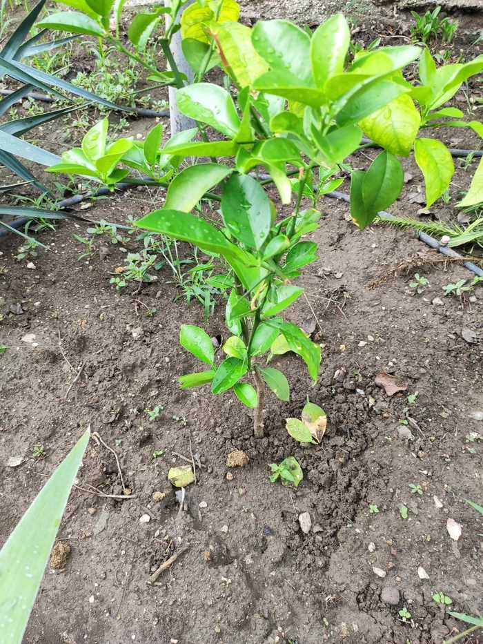 Reply to the post “Oranges on the windowsill” - My, Orange, Citrus, The photo, Garden, Plants, Reply to post, Longpost