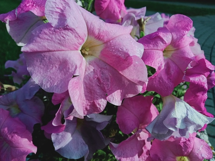 Петуния / Petunia axillaris (Lam.) Britton, Sterns & Poggenb