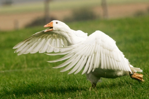 Goose - Memories, Vologda, Grandmother