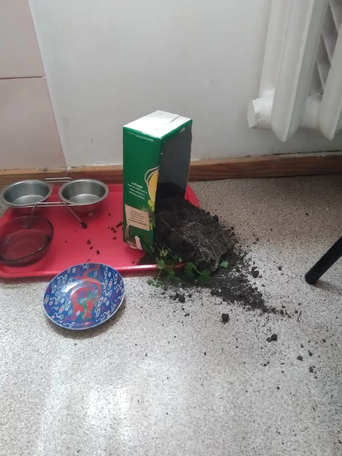 There is no food in my bowl - My, cat, Food, Flower pot, Seedling, Longpost