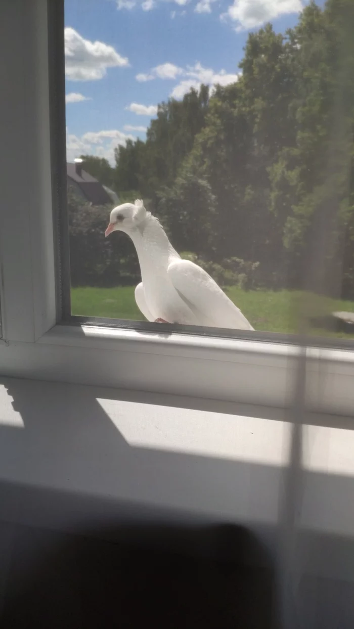 Buddy - My, friendship, Pigeon