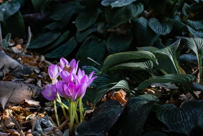 Autumn colors - My, Nature, Flowers, Russia