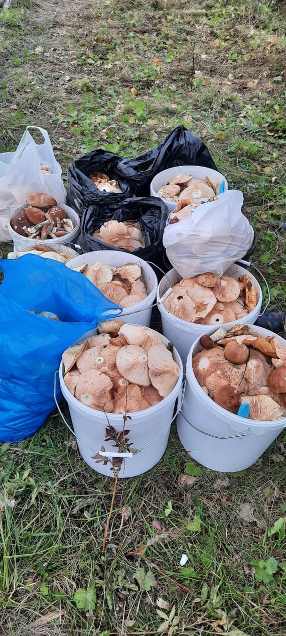 Silent hunt - My, Mushrooms, Lactarius, Sverdlovsk region