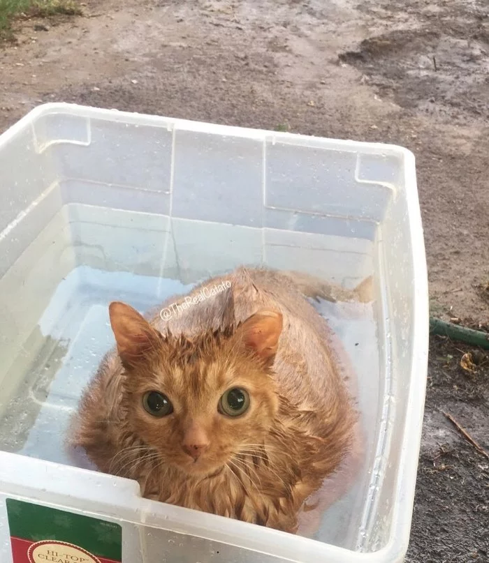 Potato cat - cat, Water, Bathing, Wet, Redheads, The photo