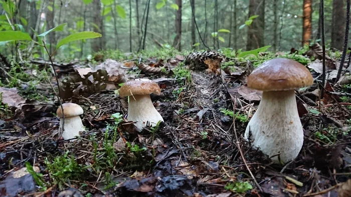 Up-trend - My, Mushrooms, Borovik, Boletus, Republic of Belarus, Longpost, Nature