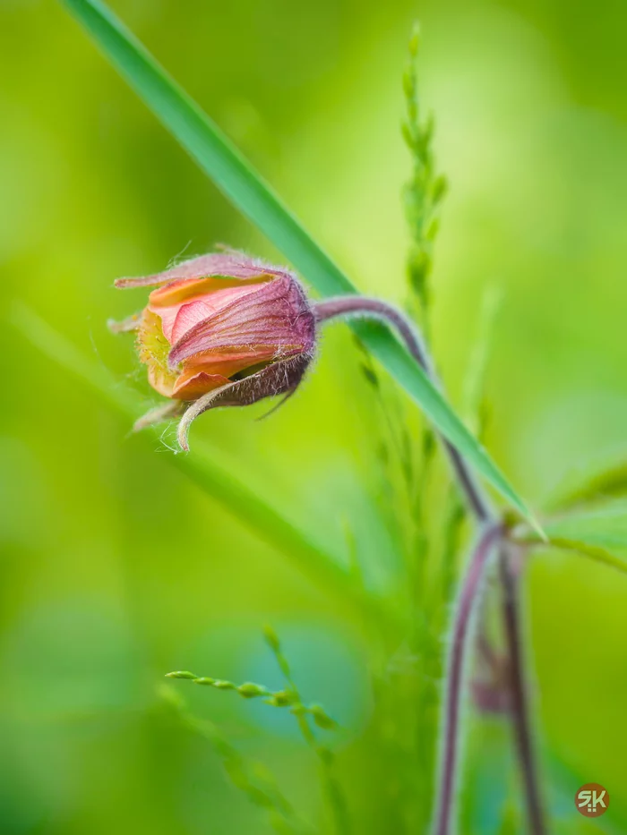 Flower - My, The photo, Flora, Flowers, Macro photography