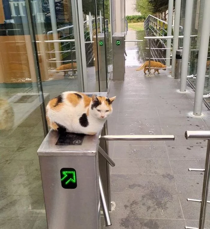 Enter sausage to enter - cat, Supervisors, Turnstile