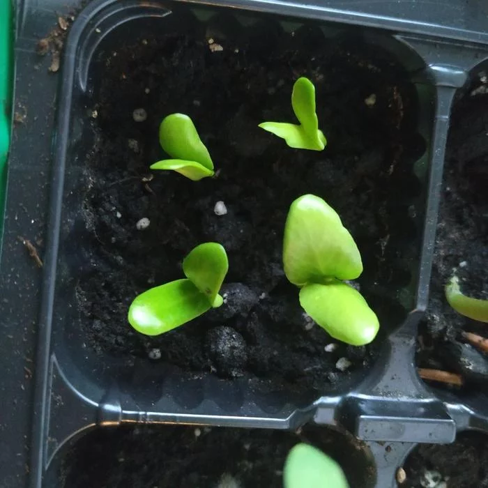 Plumeria - plant reaction to self-watering pots - My, Plant growing, plumeria, Vodokhleb, Exotic plants, Longpost