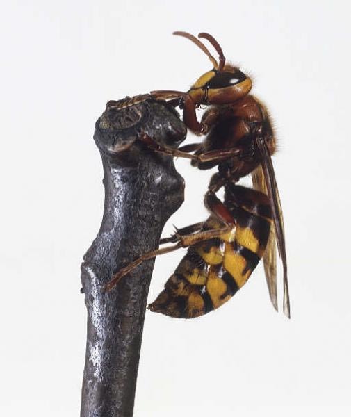 Beneficial striped - hornet wasp - My, Insects, Insectophobia, Wasp, Hornet, Longpost