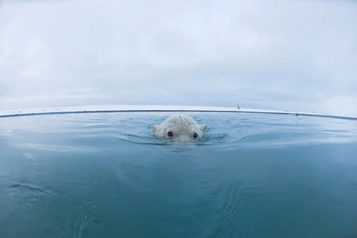 When I saw the photographer and blew bubbles) - The Bears, Polar bear, Bathing, wildlife, Wild animals, Alaska