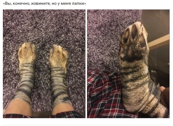 Excuse me, but I have paws - Paws, Socks, cat, Milota, Reviews on Aliexpress, Accordion