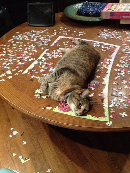 Cats and puzzles - cat, Puzzle, Humor, Pests, Longpost