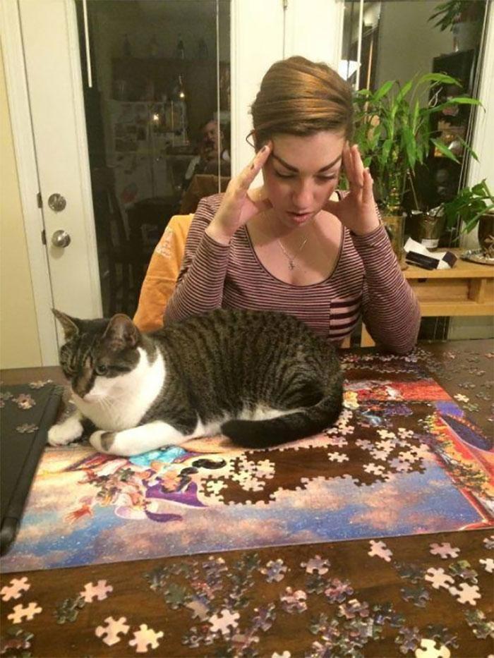 Cats and puzzles - cat, Puzzle, Humor, Pests, Longpost